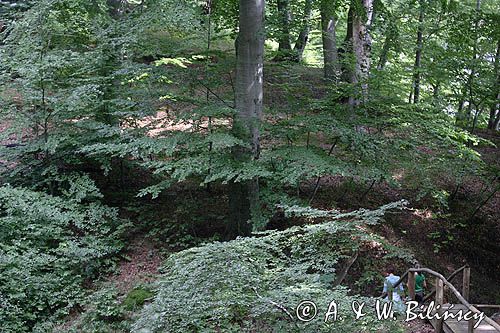 buczyna pomorska, Park Narodowy Jasmund, wyspa Rugia, Niemcy