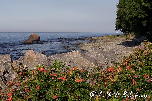 plaża w Lohme na wyspie Rugia, Niemcy, Park Narodowy Jasmund