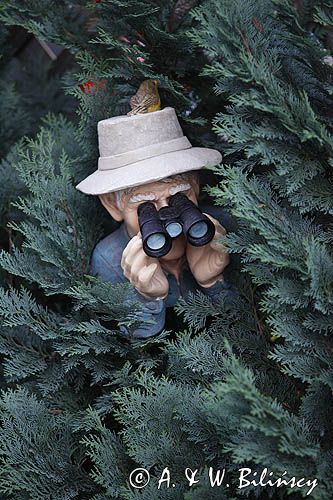 bird watcher w Lohme na wyspie Rugia, Niemcy