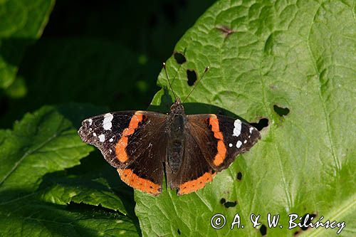 rusałka admirał Vanessa atalanta