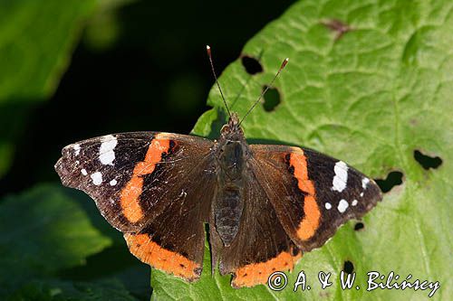 rusałka admirał Vanessa atalanta