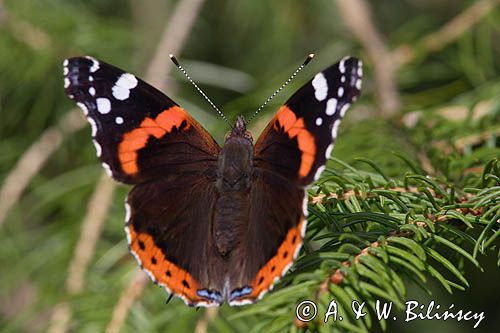 rusałka admirał Vanessa atalanta