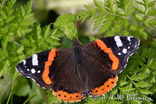 rusałka admirał Vanessa atalanta