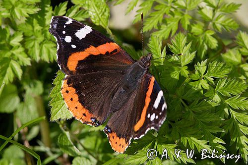 rusałka admirał Vanessa atalanta