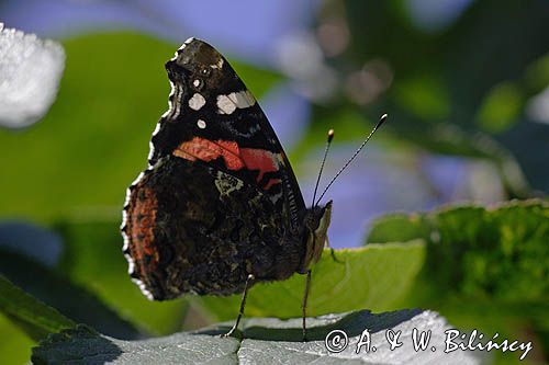 rusałka admirał Vanessa atalanta