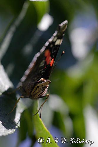 rusałka admirał Vanessa atalanta