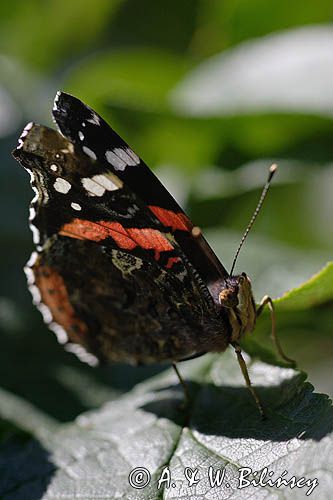 rusałka admirał Vanessa atalanta