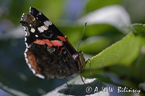 rusałka admirał Vanessa atalanta