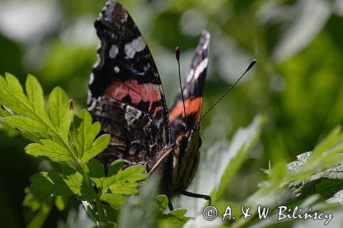 rusałka admirał Vanessa atalanta