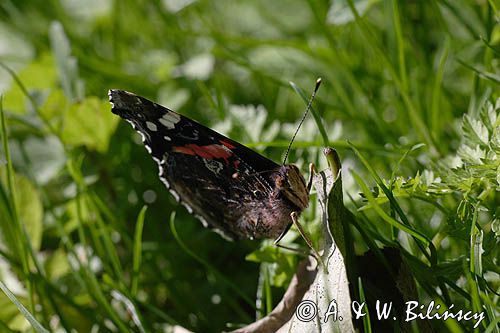 rusałka admirał Vanessa atalanta