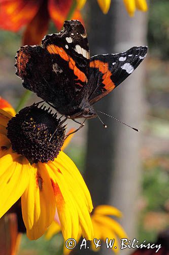 rusałka admirał Vanessa atalanta