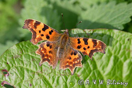 rusałka ceik Polygonia c-album