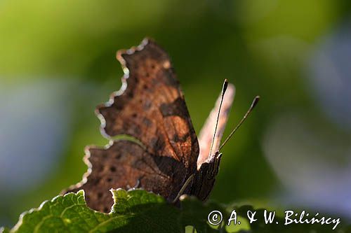 rusałka ceik Polygonia c-album