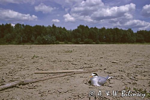 rybitwa białoczelna sterna albifrons