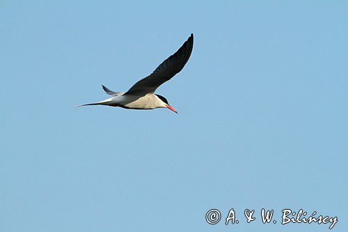 Rybitwa rzeczna, rybitwa zwyczajna, Sterna hirundo