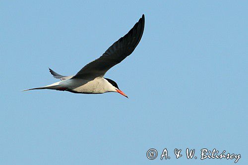 Rybitwa rzeczna, rybitwa zwyczajna, Sterna hirundo