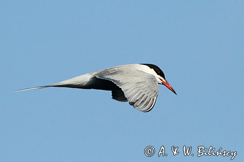 Rybitwa rzeczna, rybitwa zwyczajna, Sterna hirundo