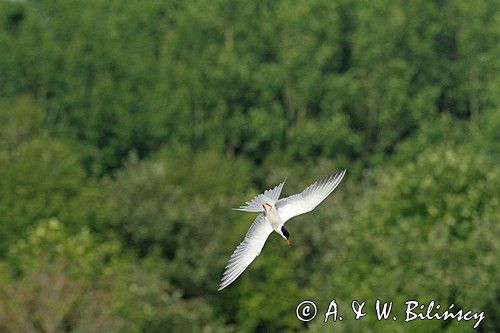 Rybitwa rzeczna, rybitwa zwyczajna, Sterna hirundo