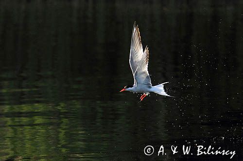 Rybitwa rzeczna, rybitwa zwyczajna, Sterna hirundo