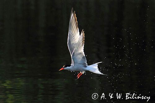 Rybitwa rzeczna, rybitwa zwyczajna, Sterna hirundo