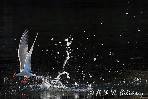 Rybitwa rzeczna, rybitwa zwyczajna, Sterna hirundo