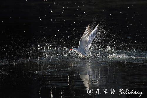 Rybitwa rzeczna, rybitwa zwyczajna, Sterna hirundo