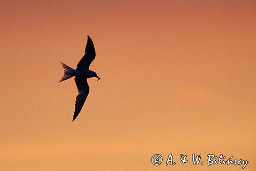 Rybitwa rzeczna Sterna hirundo Common tern fot. A.& W. Bilińscy Bank zdjęć