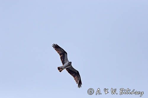 Rybołów, Pandion haliaetus