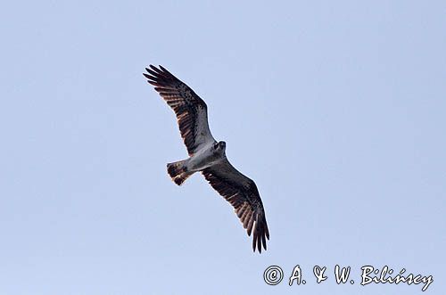 Rybołów, Pandion haliaetus