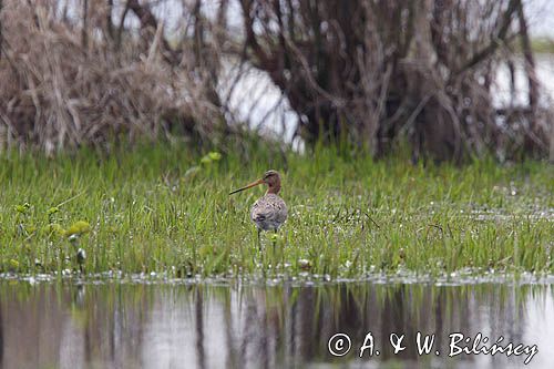 rycyk Limosa limosa