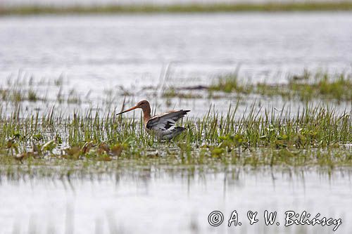 rycyk Limosa limosa