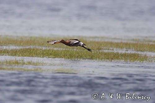 rycyk Limosa limosa