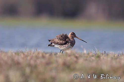 rycyk Limosa limosa