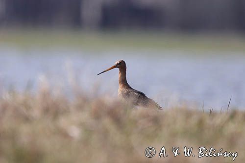 rycyk Limosa limosa