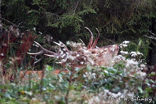 jeleń szlachetny, europejski, Cervus elaphus elaphus jeleń karpacki, rykowisko, Bieszczady, byk ryczący