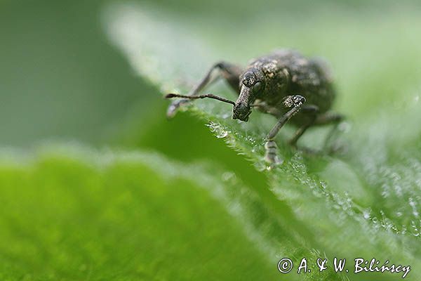 Ryjkowiec, Curculionoidea