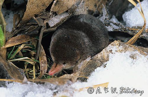 ryjówka malutka Sorex minutus