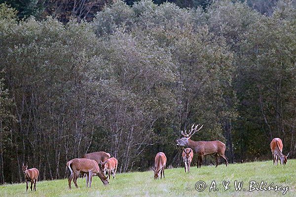 jeleń szlachetny, europejski, Cervus elaphus elaphus jeleń karpacki, rykowisko, Bieszczady, byk i łanie