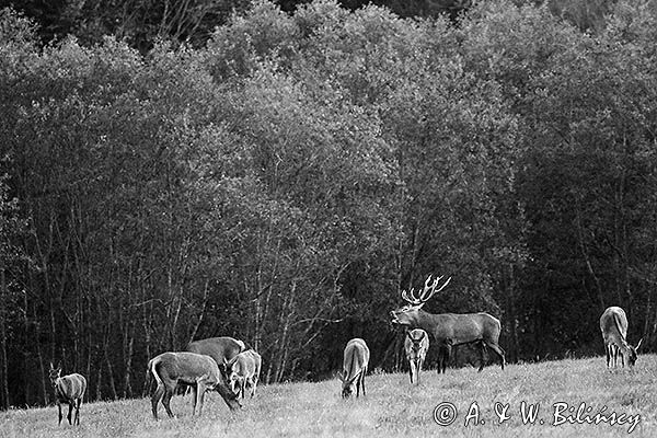 jeleń szlachetny, europejski, Cervus elaphus elaphus jeleń karpacki, rykowisko, Bieszczady, byk i łanie