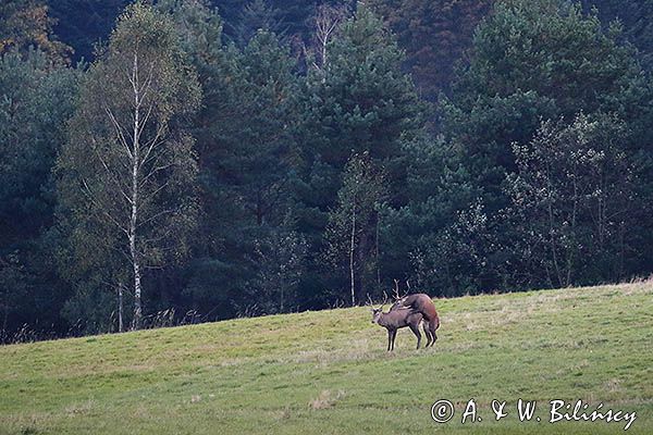 jeleń szlachetny, europejski, Cervus elaphus elaphus jeleń karpacki, rykowisko, Bieszczady, byki, kopulujące samce