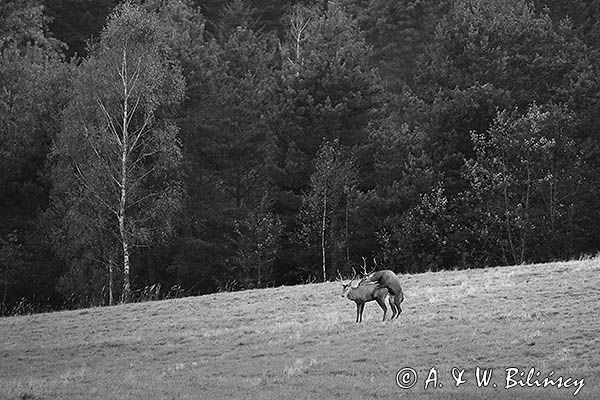 jeleń szlachetny, europejski, Cervus elaphus elaphus jeleń karpacki, rykowisko, Bieszczady, byki, kopulujące samce