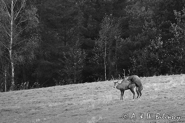 jeleń szlachetny, europejski, Cervus elaphus elaphus jeleń karpacki, rykowisko, Bieszczady, byki, kopulujące samce