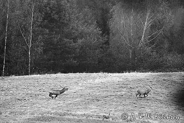 jeleń szlachetny, europejski, Cervus elaphus elaphus jeleń karpacki, rykowisko, Bieszczady, byki