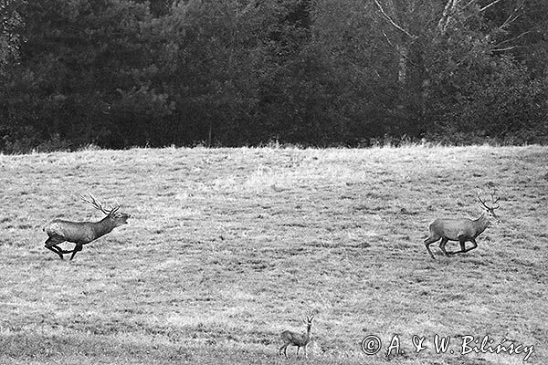 jeleń szlachetny, europejski, Cervus elaphus elaphus jeleń karpacki, rykowisko, Bieszczady, walka byków