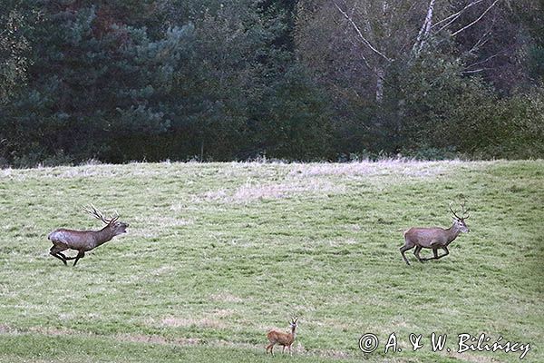 jeleń szlachetny, europejski, Cervus elaphus elaphus jeleń karpacki, rykowisko, Bieszczady, walka byków