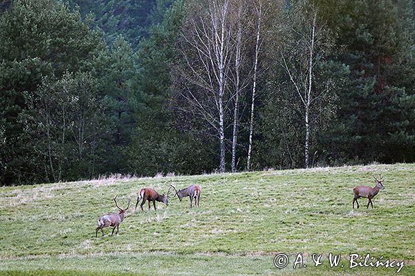 jeleń szlachetny, europejski, Cervus elaphus elaphus jeleń karpacki, rykowisko, Bieszczady, byki, rykowisko