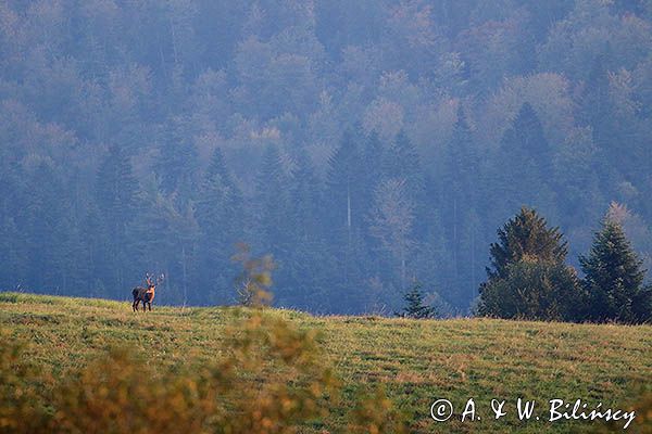 jeleń szlachetny, europejski, Cervus elaphus elaphus jeleń karpacki, rykowisko, byk, Góry Sanocko Turczańskie