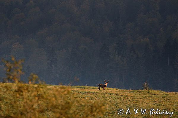 jeleń szlachetny, europejski, Cervus elaphus elaphus jeleń karpacki, rykowisko, Bieszczady, byk