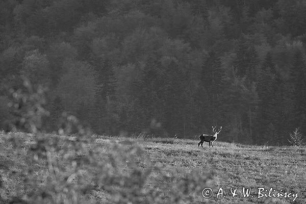 jeleń szlachetny, europejski, Cervus elaphus elaphus jeleń karpacki, rykowisko, Bieszczady, byk