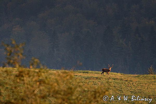 jeleń szlachetny, europejski, Cervus elaphus elaphus jeleń karpacki, rykowisko, Bieszczady, byk